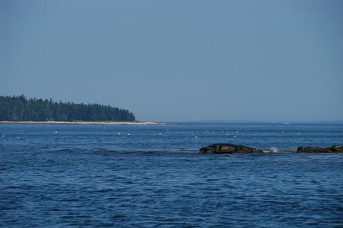 Lobster buoys